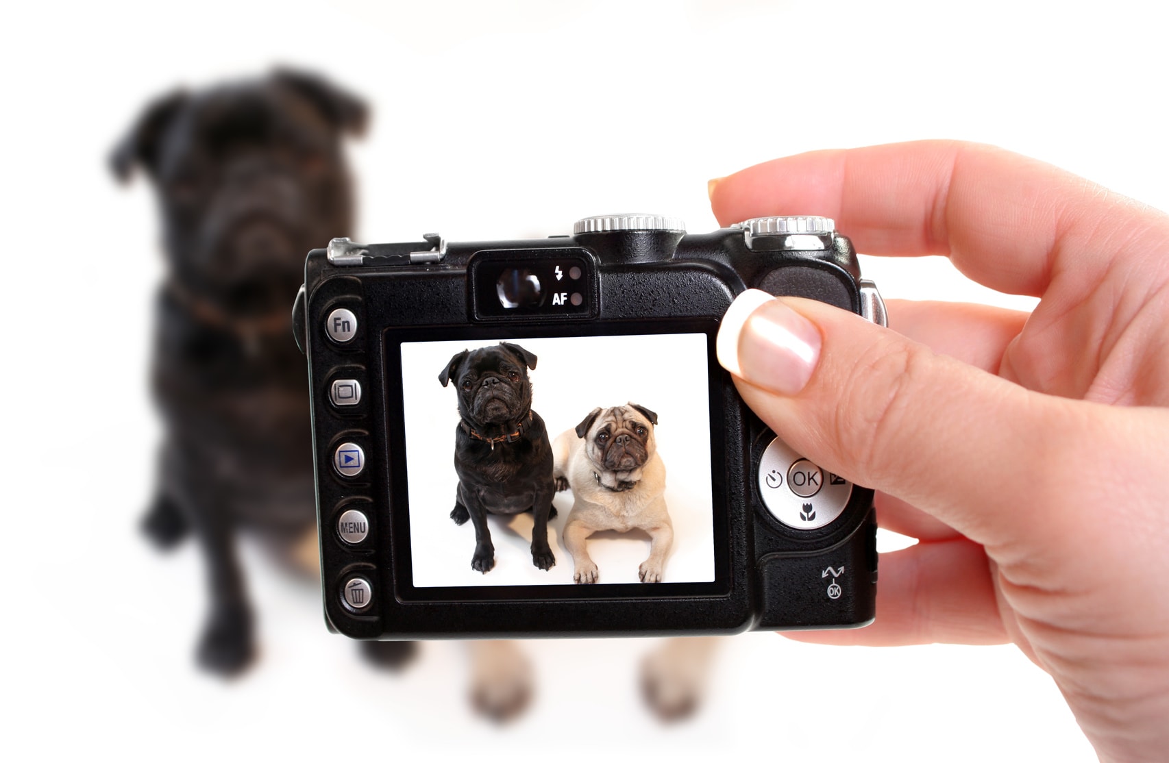 【愛犬家の友人へのプレゼントに】犬の写真で作るおすすめフォトグッズ7選！